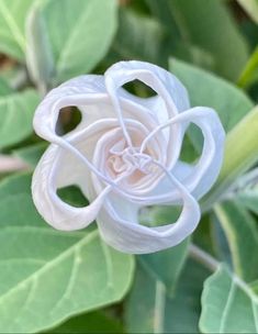 a white flower with green leaves in the background