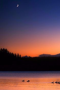 three ducks floating on top of a body of water at sunset with the moon in the sky