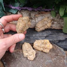 a person holding some kind of insect on top of a stone slab next to plants