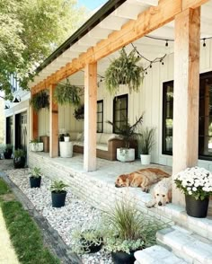 a dog laying on the front porch of a house with potted plants and flowers