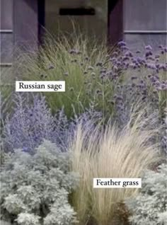 two different types of plants in front of a building with the words russian sage, feather grass and russian sage