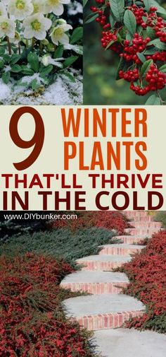 winter plants that'll thrve in the cold