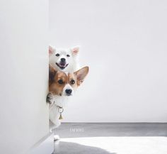 two small dogs are peeking out from behind a white wall and looking at the camera