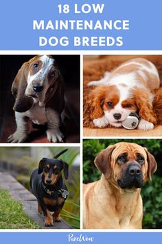 Low Maintenance Pets For Adults, Low Energy Dogs Breeds, Medium Breed Dogs, Small Dog Breeds Low Maintenance, Medium Size Dog Breeds, Best Large Dog Breeds, Low Energy Dogs, Dogs For Families