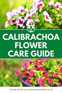 Caring for Calibrachoa Calibrachoa Care, Front Yards Curb Appeal, Container Garden Design, Gardening Gear, Zone 9, Container Gardening Flowers, Flower Pots Outdoor, Gardening Flowers, Plant Information