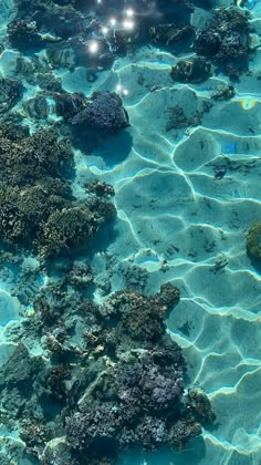 the water is crystal clear and there are many corals in this area that look like they're swimming