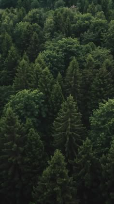 an aerial view of many trees in the forest