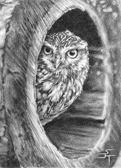 #drawings #art | Owls drawing, Charcoal art, Landscape pencil drawings