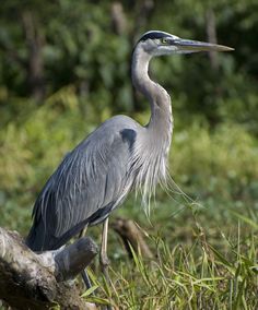 a large bird standing on top of a tree branch in the grass next to trees