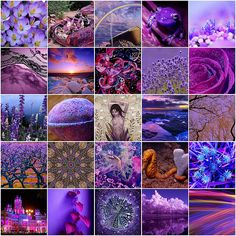 a collage of pictures with purple and blue flowers in them, all over the place