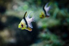 two yellow and black fish swimming in an aquarium