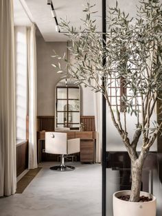 an olive tree in a white planter next to a mirror and desk with chairs