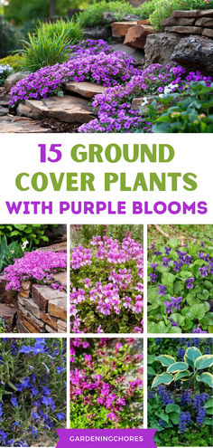 15 Beautiful And Low Maintenance Ground Cover Plants With Purple Flowers Purple And Green Garden Ideas, Ground Cover For Rock Garden, Colorful Ground Cover Perennials, Ground Cover With Purple Flowers, Shady Perennial Plants, Purple Ground Cover Plants, Purple Outdoor Plants, Purple Plants Outdoors, Purple Garden Ideas