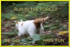 an orange and white cat walking in the woods with words run in the forest be gay have fun