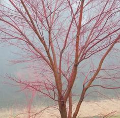 a tree with red leaves in the fog