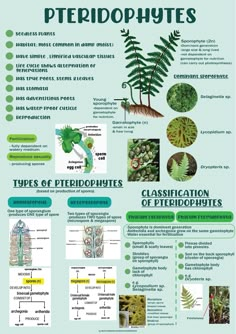 Plant Classification: Explore Different Types of Plants