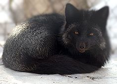 a black furry animal laying on top of a white rock next to snow covered ground