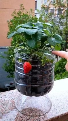 a hand is pointing at a plant in a glass vase on a table outside,