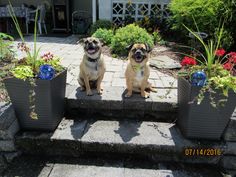 two pug dogs sitting on the steps with flower pots in front of their faces