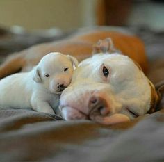 two puppies cuddle together on a bed