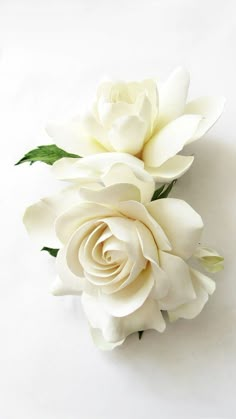 two white roses with green leaves on a white background