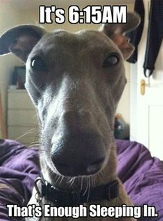 a dog is looking at the camera while sitting on a bed with his head up