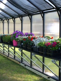 several potted plants are lined up in the greenhouse