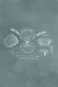 an illustration of scallop shells on a chalkboard