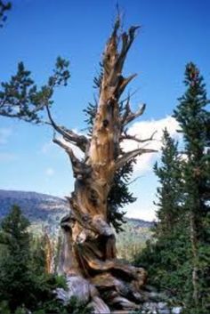 an old tree in the middle of some rocks and trees with mountains in the background