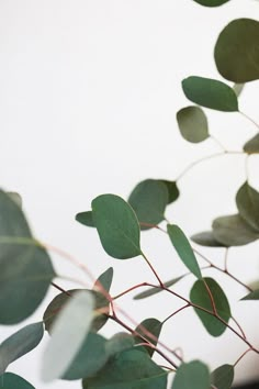 a plant with green leaves is shown in front of a white wall