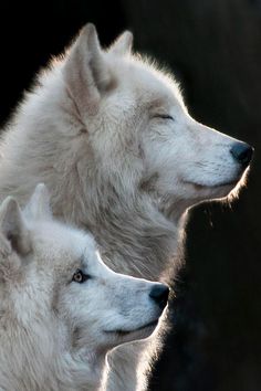 two white wolfs standing next to each other