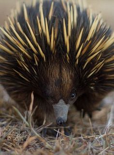 an ectrich is standing in the grass with its head turned to the side