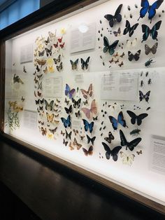 a display case filled with lots of different types of butterflies on white paper and wood