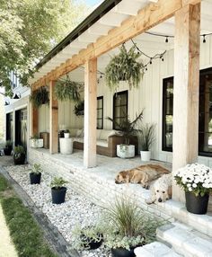 a dog laying on the front steps of a house with potted plants and flowers