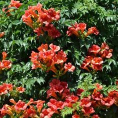 red flowers are blooming in the garden