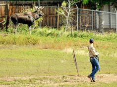 a man standing next to a cow on top of a lush green field