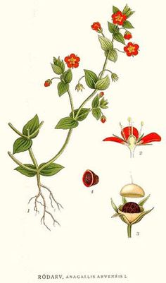 an antique botanical illustration of flowers and leaves