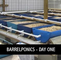 two rows of blue plastic bins filled with hay