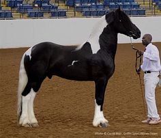 a man standing next to a black and white horse in an arena with bleachers