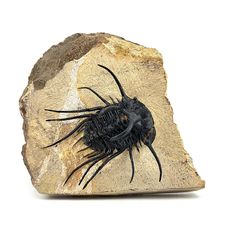 a black bug crawling on top of a piece of rock next to a white background