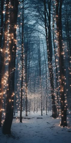 a forest filled with lots of lights in the night time, surrounded by trees and snow