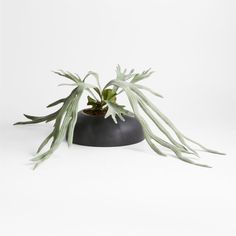 a potted plant sitting on top of a black vase