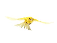 a yellow bird is flying through the air