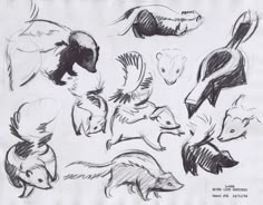 sketches of different animals and birds in various poses