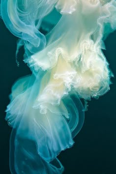 an underwater view of jellyfish in the water with blue and white colors on its body