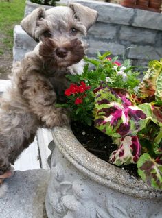 a small dog is sitting next to a potted planter with flowers in it