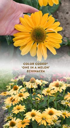 a person holding a yellow flower in their hand with the words, color code one in a melon echinacea