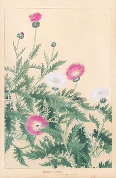 an illustration of pink and white flowers with green leaves