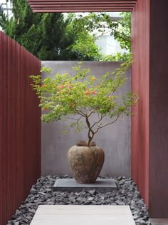 a bonsai tree in a large pot on a rock garden area with gravel and rocks