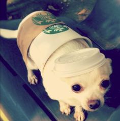 a small white dog wearing a starbucks cup hat